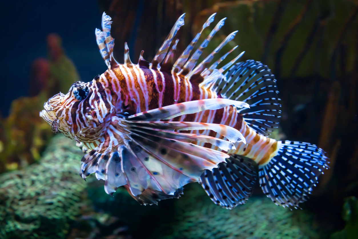 The Lethal Nature of Lionfish: What Makes These Fish So Dangerous in ...