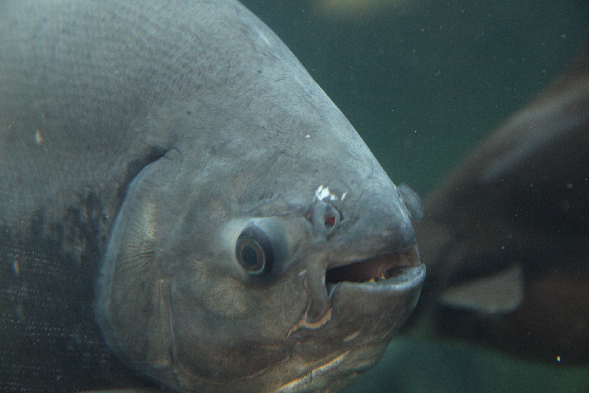 What Do Fish See? - Tynemouth Aquarium