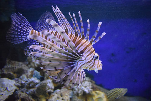 Animals - Tynemouth Aquarium