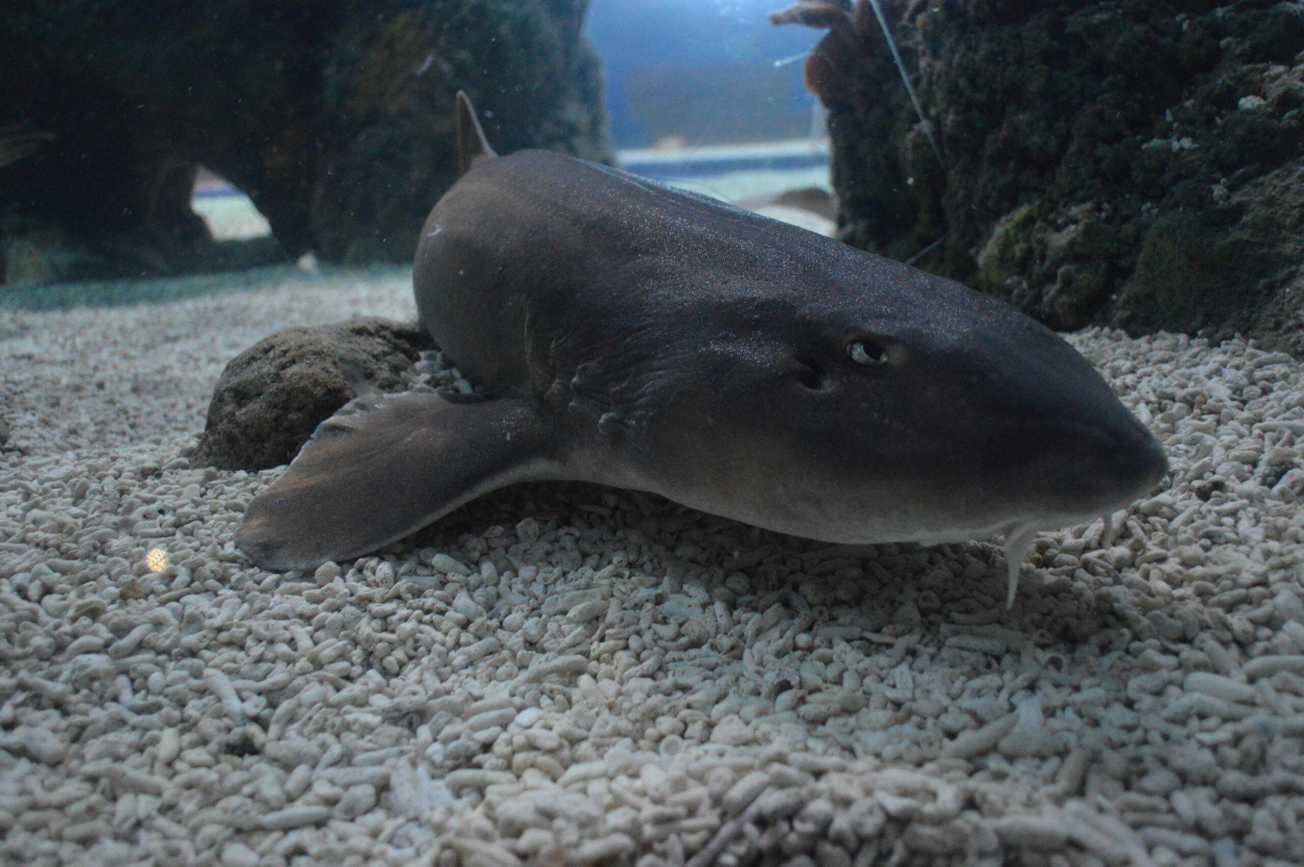 shark-week-join-us-at-tynemouth-aquarium-during-february-half-term