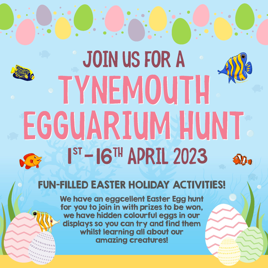 Tynemouth Egguarium - Tynemouth Aquarium